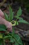 Longleaf groundcherry